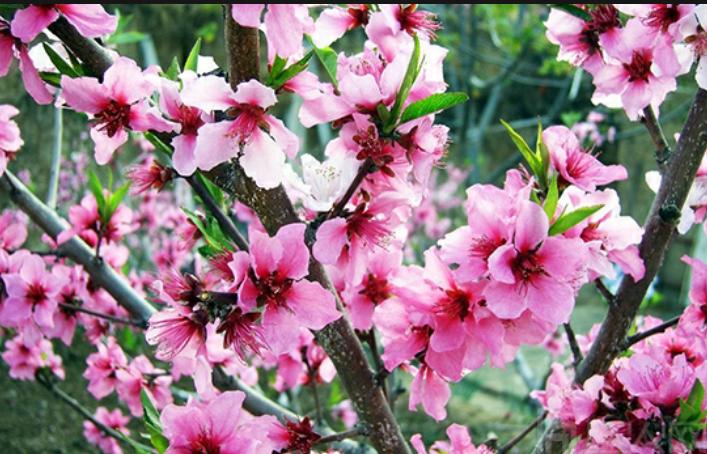 在学校怎么提高桃花运,哪些首饰提高桃花运