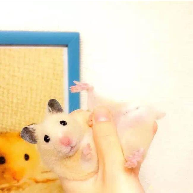 可爱的小仓鼠喜欢吃什么食物,养仓鼠仓鼠喜欢吃什么东西