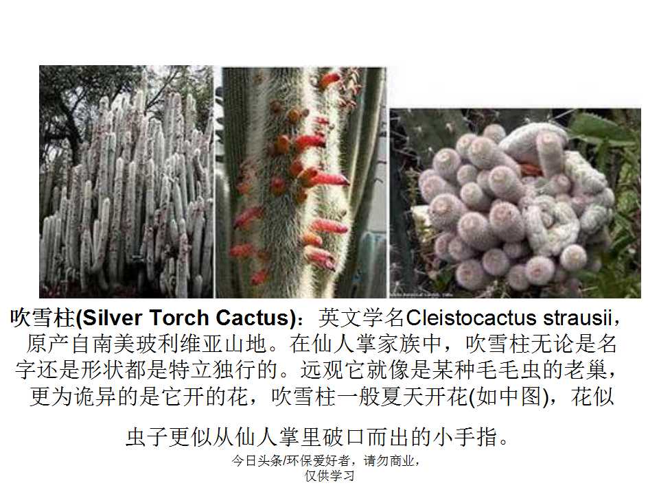 认识植物从身边开始,认识植物的根茎叶各个部分