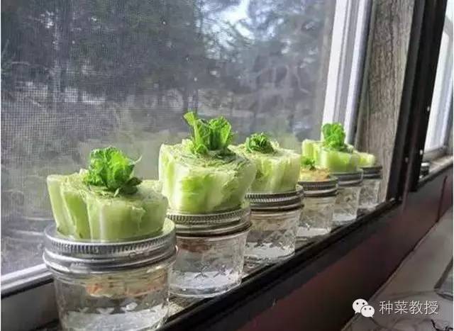 阳台种菜的土没有营养了怎么办,种子种菜阳台教程