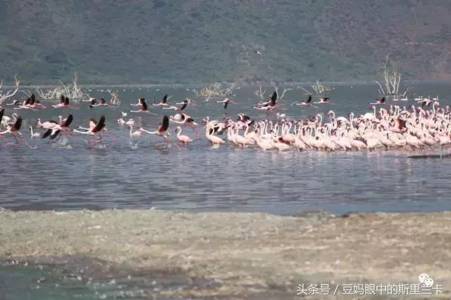 风动？树动？心动！致你，Kenya