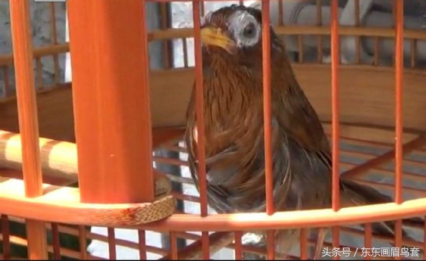 画眉鸟换毛期间可以洗澡吗,画眉鸟换毛期喂什么料最好