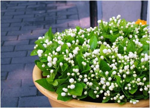 茉莉花出现花苞怎样养护,怎样才能使茉莉花枝粗叶绿