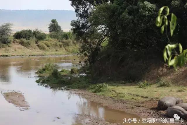 风动？树动？心动！致你，Kenya