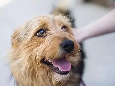 狂犬病,恐犬症患者