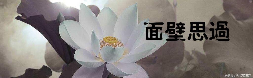 浑身是刺乌龟,满身尖刺的乌龟