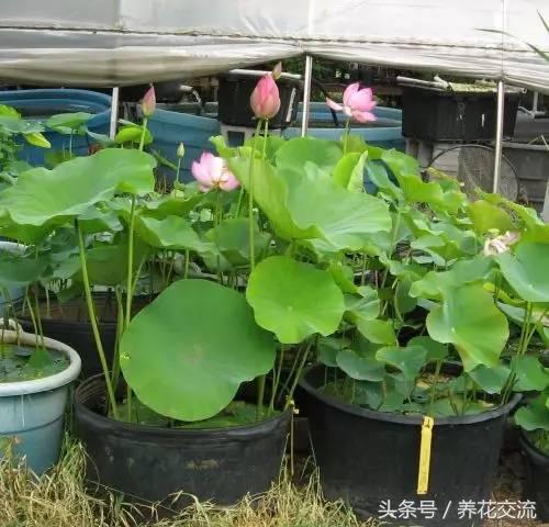 盆栽荷花怎么养比较好,一招教盆栽荷花开花