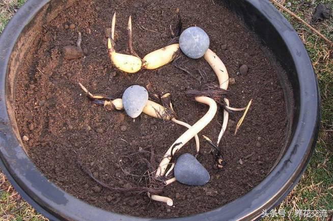 盆栽荷花怎么养比较好,一招教盆栽荷花开花