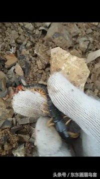 东东画眉鸟视频,东东画眉鸟套