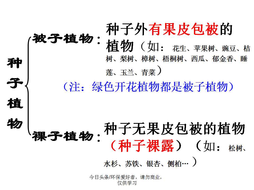 认识植物从身边开始,认识植物的根茎叶各个部分