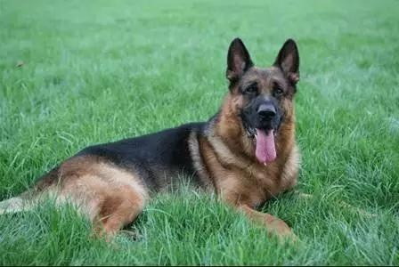 各种狗及身价，终于收全了