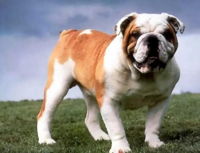 各种狗及身价，终于收全了