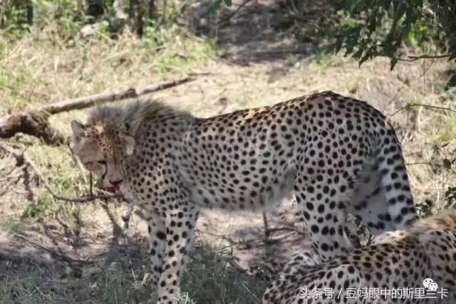 风动？树动？心动！致你，Kenya