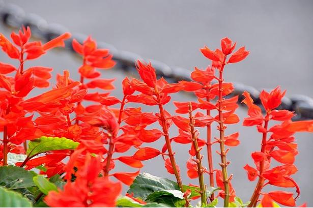 常见中草药图片及讲解,身边常见的中草药功效大全