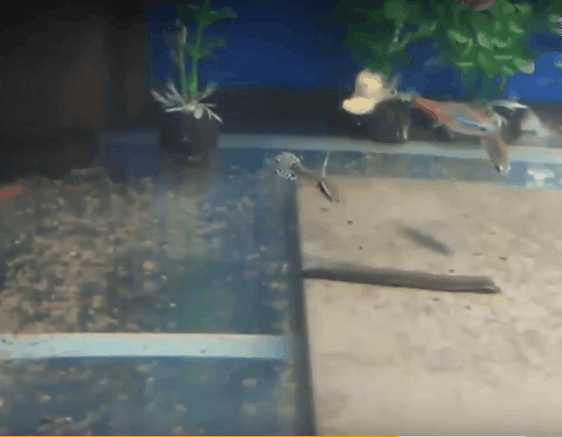 潜水水下遇到巨大不明生物,潜水员海底发现神秘巨型柱状生物