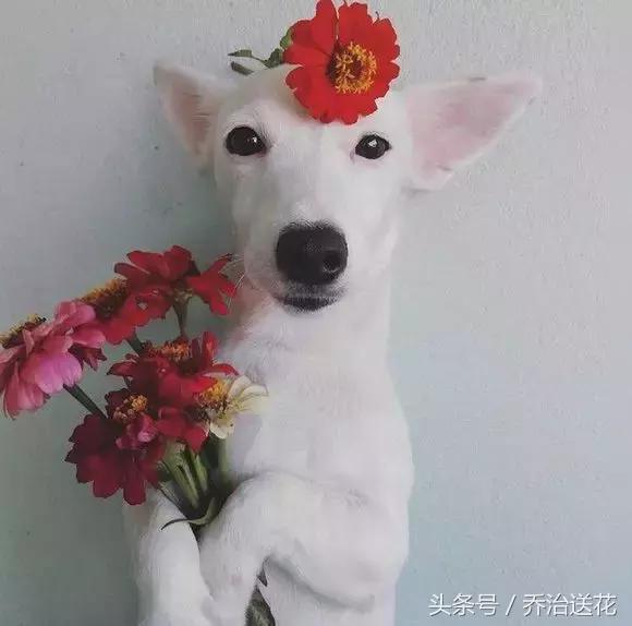 难得一见的好看狗,你见过有如此灵性的狗吗