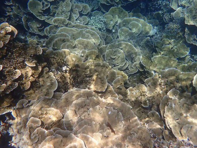 一起去帕劳旅游,去帕劳旅游自由行攻略