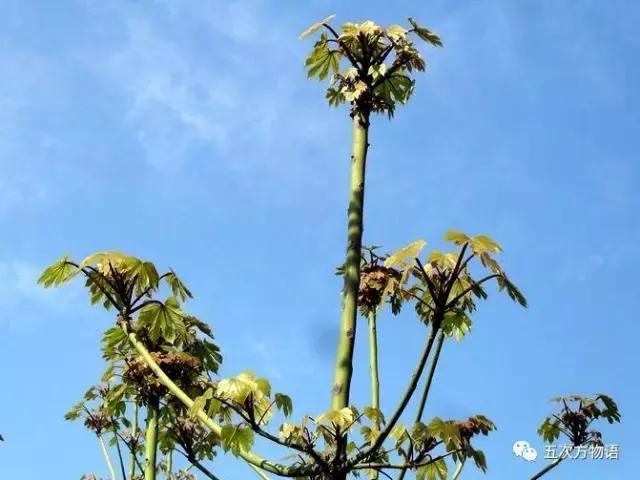 真正的梧桐树有梧桐果吗,真正的梧桐长什么样