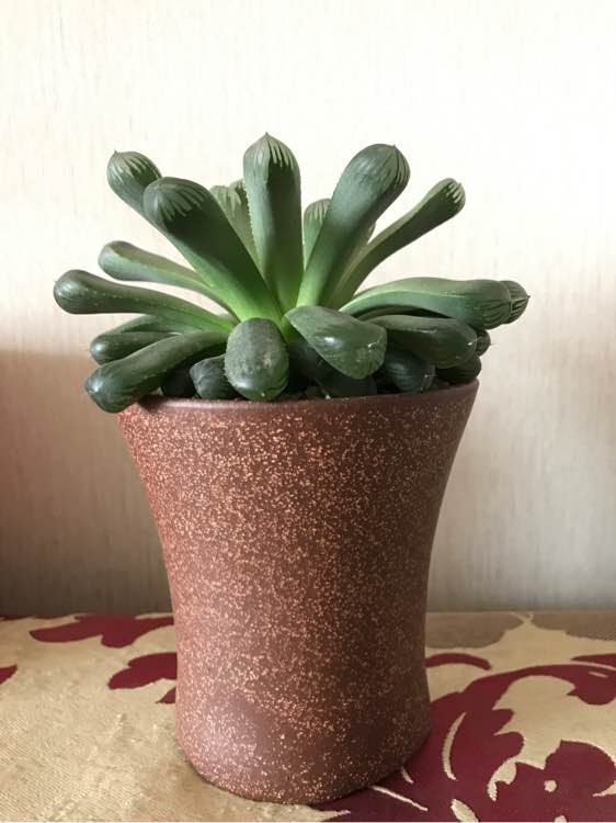 玉露怎么可以快速长大,干瘪的玉露怎么救