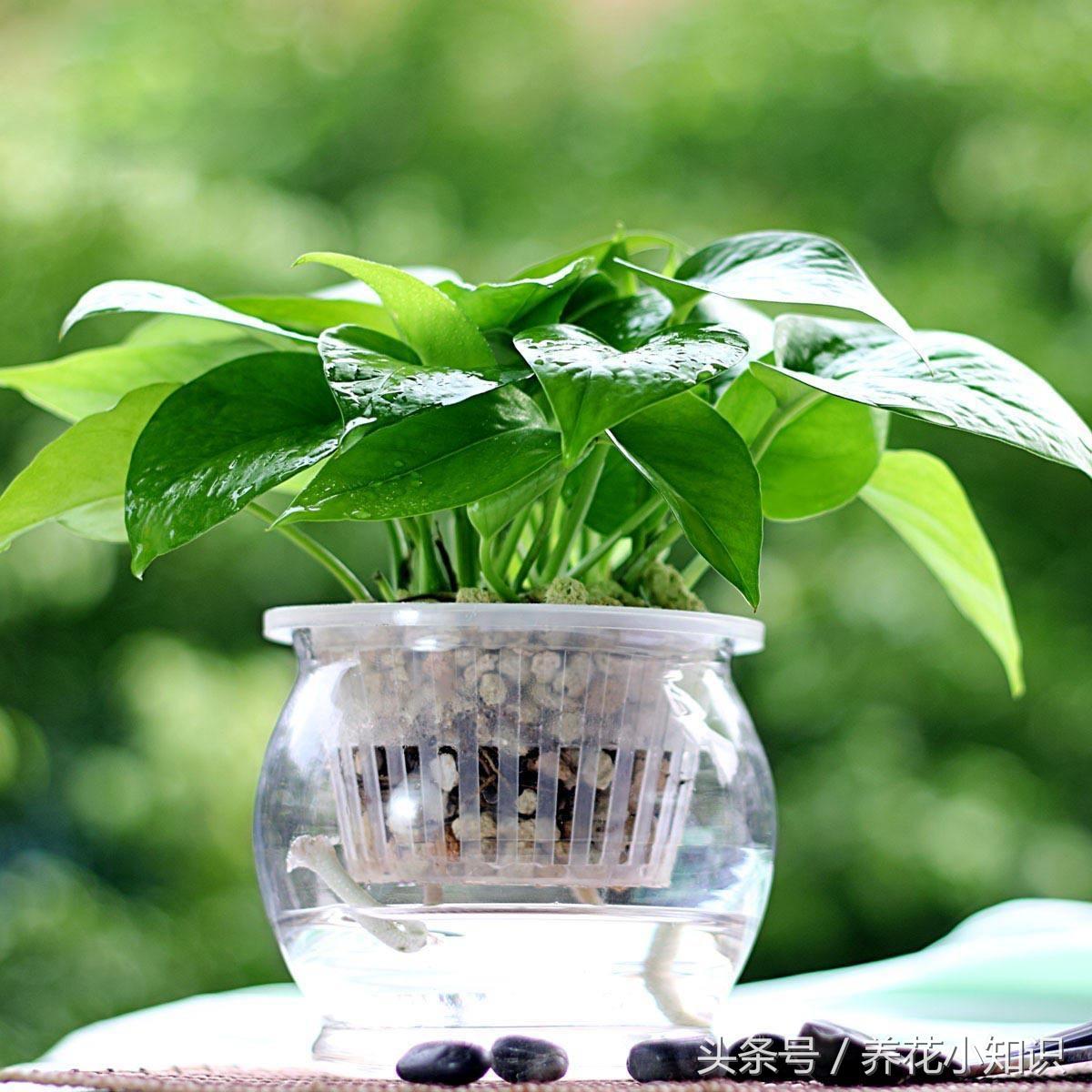 绿萝叶子发黄用什么办法能变绿,绿萝叶子发黄快速补救方法水养