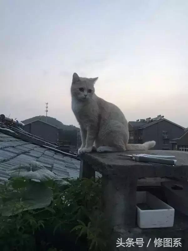 修图师会用哪些修图软件,修图师都用ps么