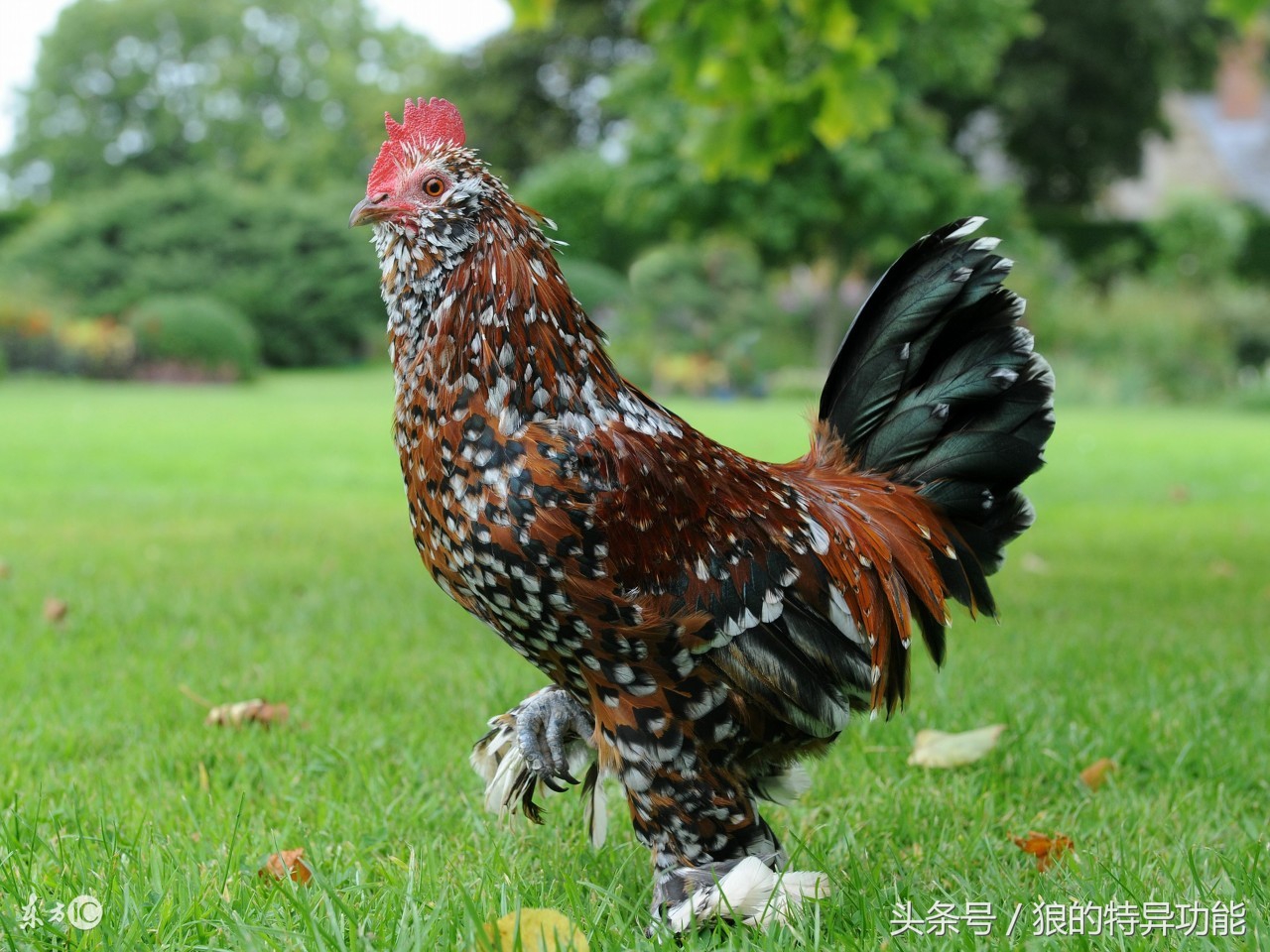 属鸡的8月13日出生的人,生肖鸡进入八月命运