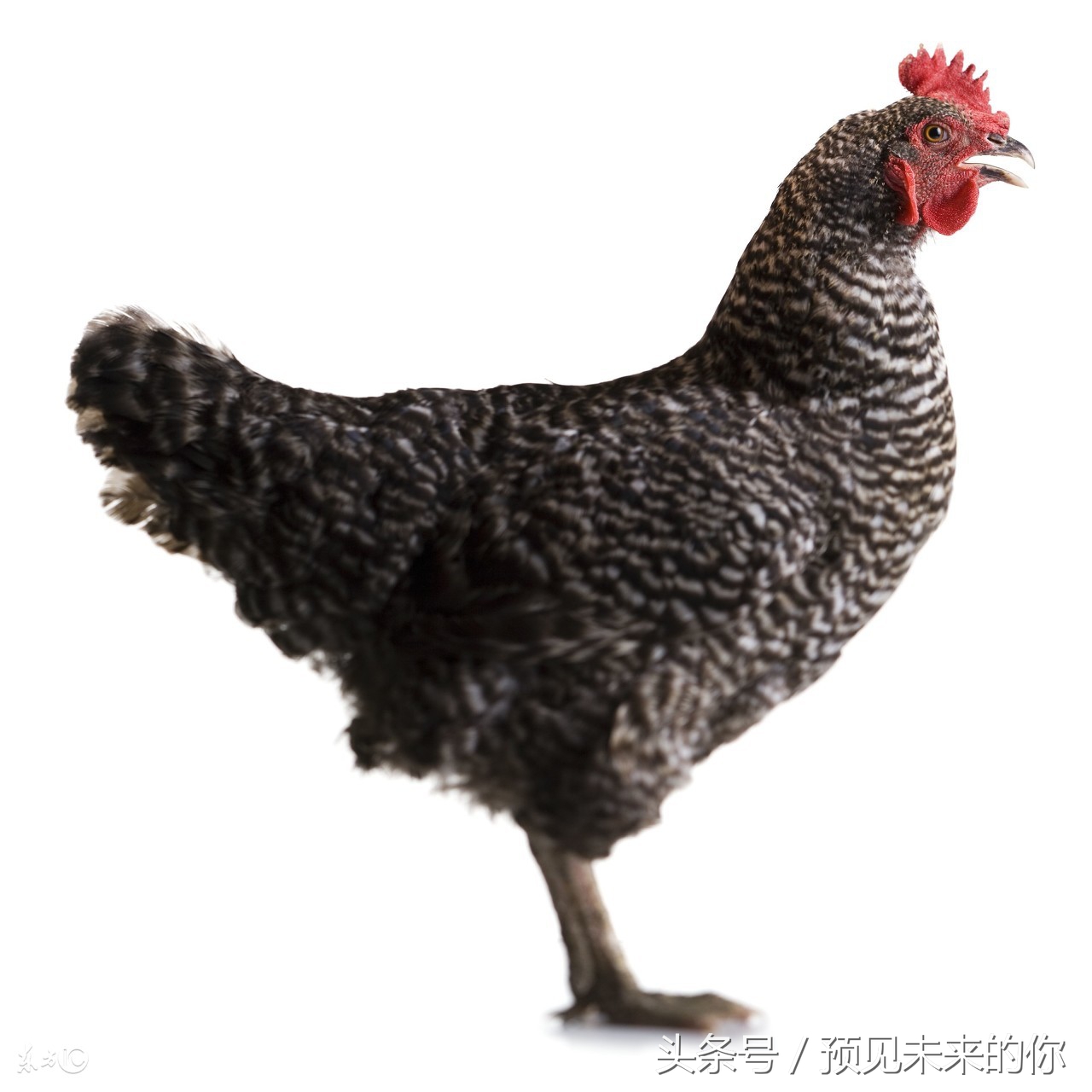 生肖鸡四喜临门,属鸡人遇马年好不好