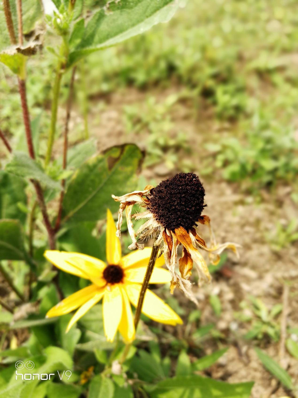 荣耀v9和荣耀9的性能有什么区别,荣耀9和荣耀v9哪个好值得买