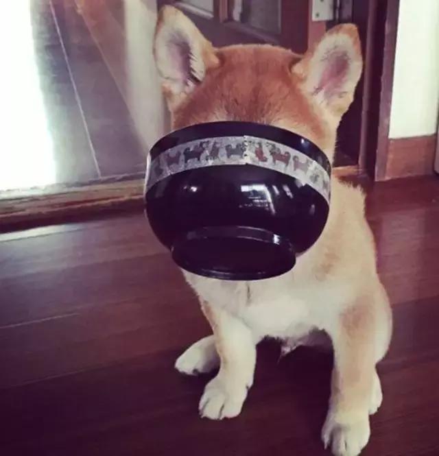 看完再决定要不要养柴犬,千万不要养柴犬