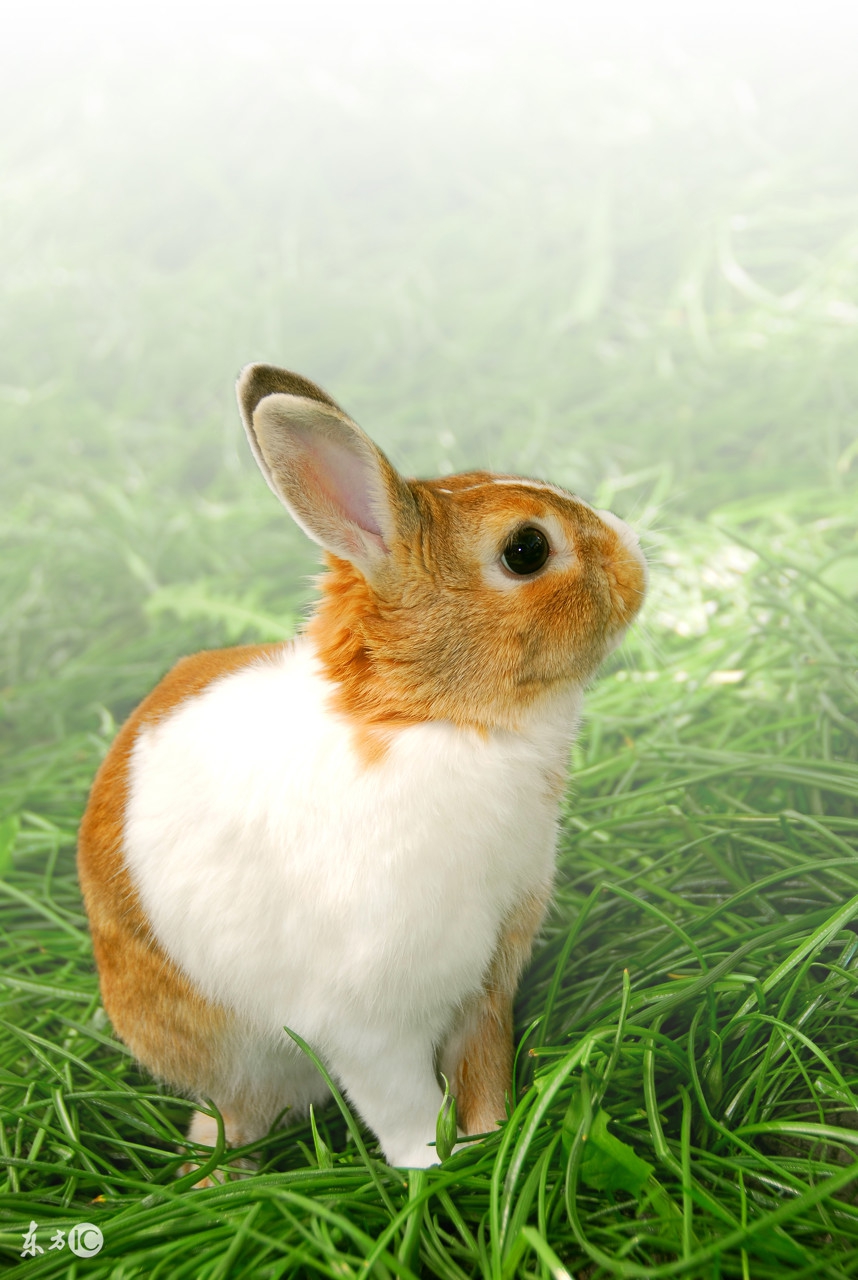 兔在2017年的运势如何,2017年属兔摩羯座运势