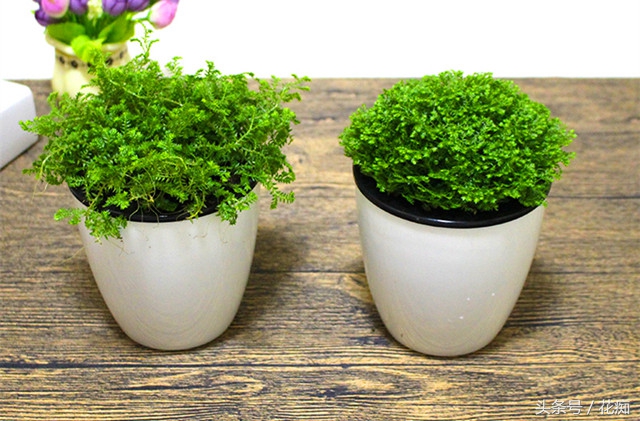 蕨类花卉怎么养,不会养花就养盆吊兰