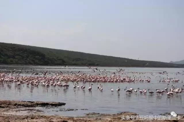 风动？树动？心动！致你，Kenya