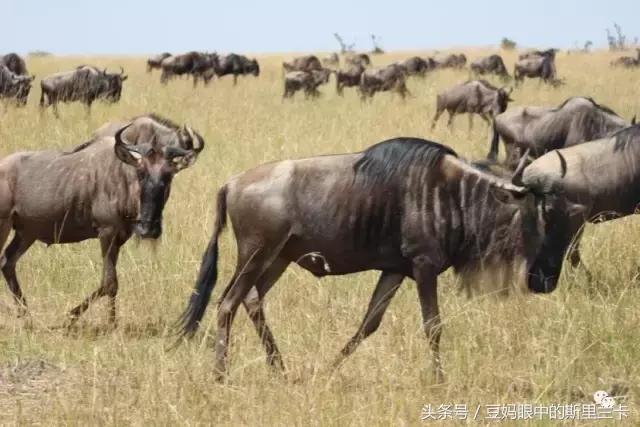 风动？树动？心动！致你，Kenya