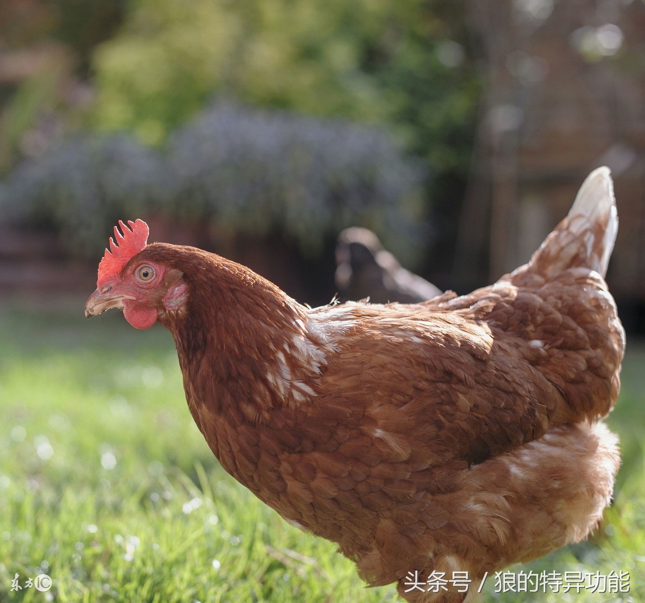 属鸡的8月13日出生的人,生肖鸡进入八月命运