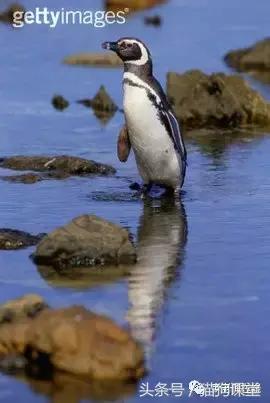 企鹅是什么种类动物,动物百科知识科普企鹅品种
