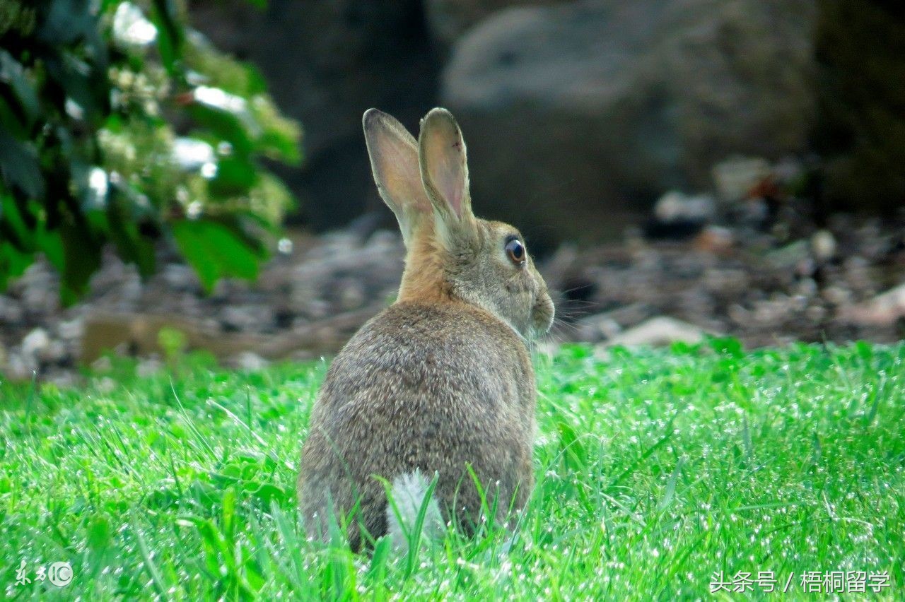 在国外拍视频会被抓吗,澳洲留学有犯罪记录回国
