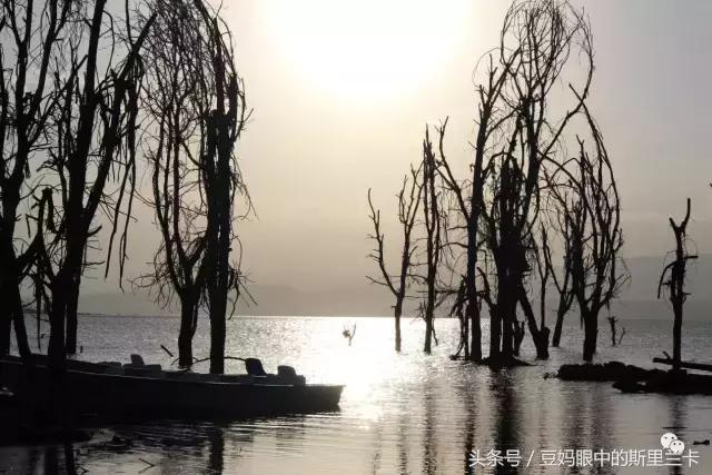 风动？树动？心动！致你，Kenya