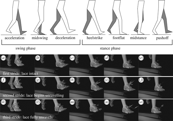为什么现在的鞋带都会散开,为什么你的鞋带系不紧什么意思