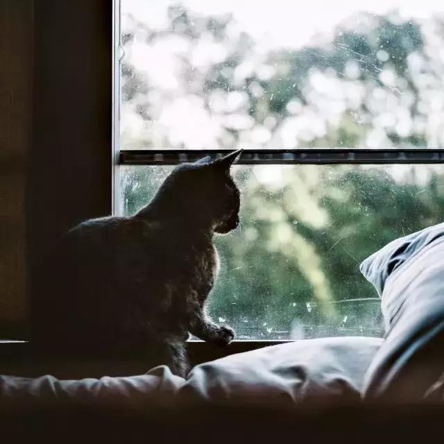 玳瑁猫有什么好,玳瑁猫猫界有多受欢迎