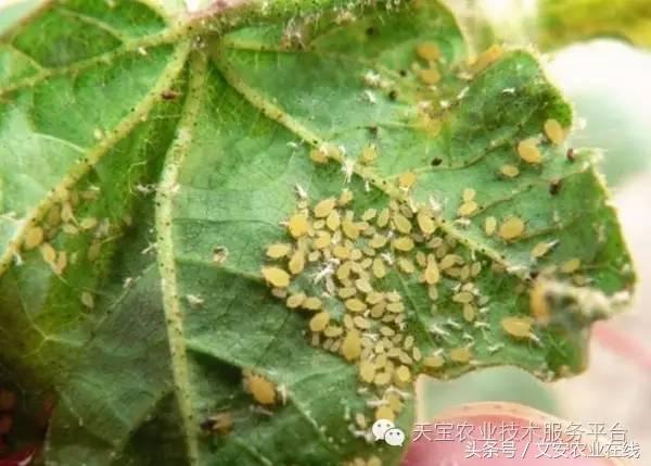 十大杀卵杀虫剂,内吸性杀虫剂十大排行