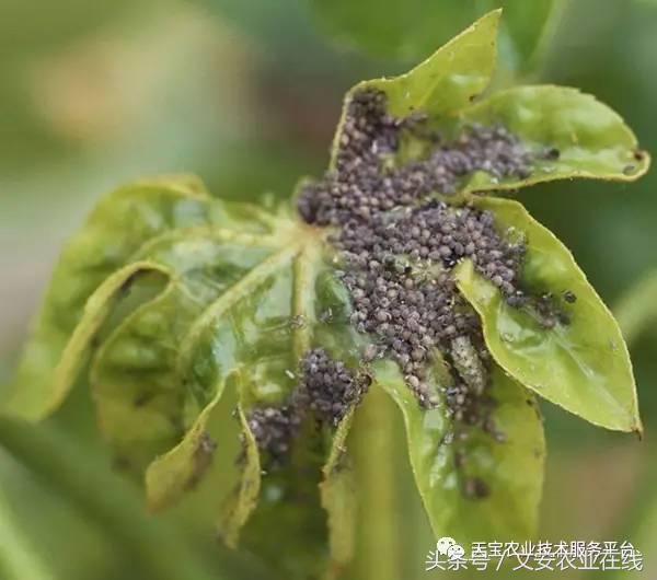 家用杀虫剂喷雾十大品牌,内吸性杀虫剂十大排行