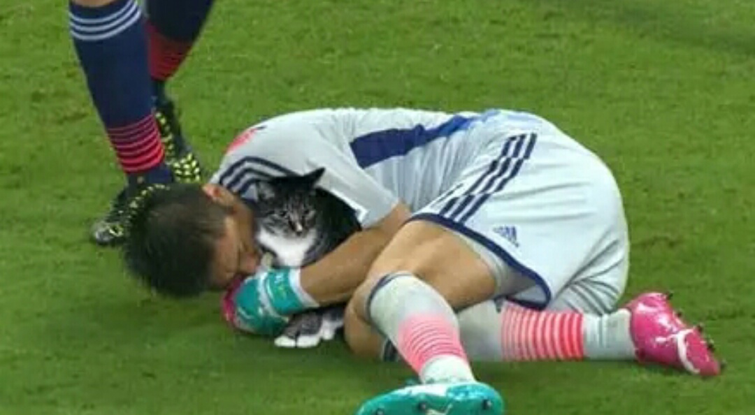 网友把足球p成猫之后，哈哈哈，第一张就笑疯