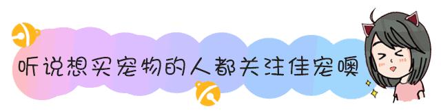 养猫有猫癣家里怎么消毒,养猫手册