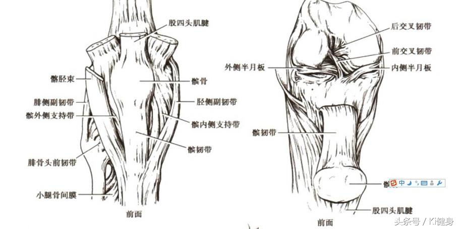 大腿前侧肌肉运动图解,小腿前侧肌肉解剖讲解视频