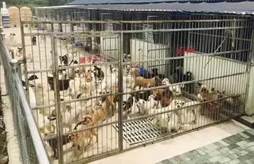 被遗弃的天使,被遗弃的三个天使