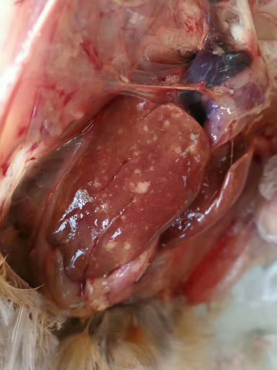 霉菌毒素对养鸡生产的影响