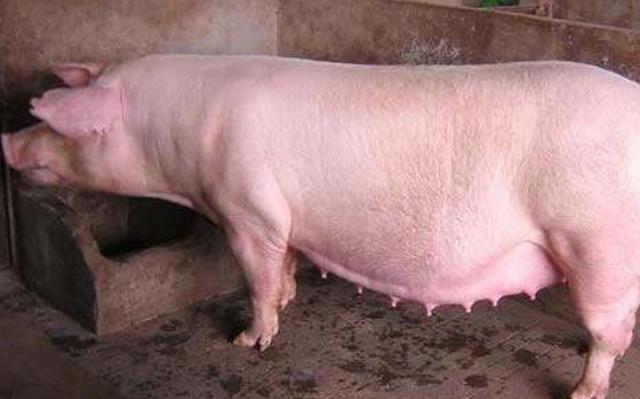 母猪产后掉膘,哺乳期母猪掉膘严重怎么补