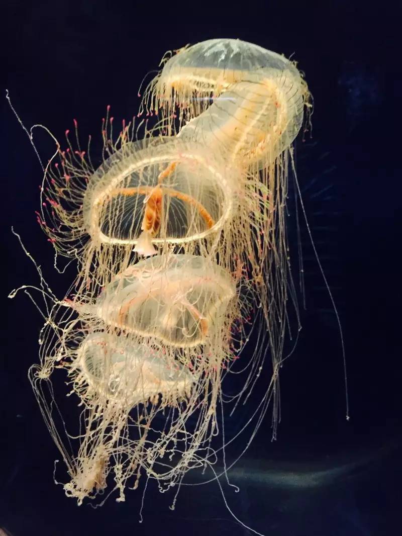 美女穷游10年走120个国家,穷游日本详细攻略