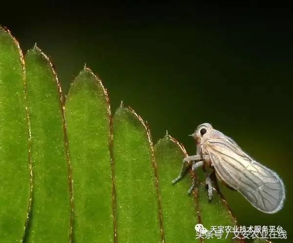 生物杀虫剂十大品牌,十大灭跳蚤最快的杀虫剂