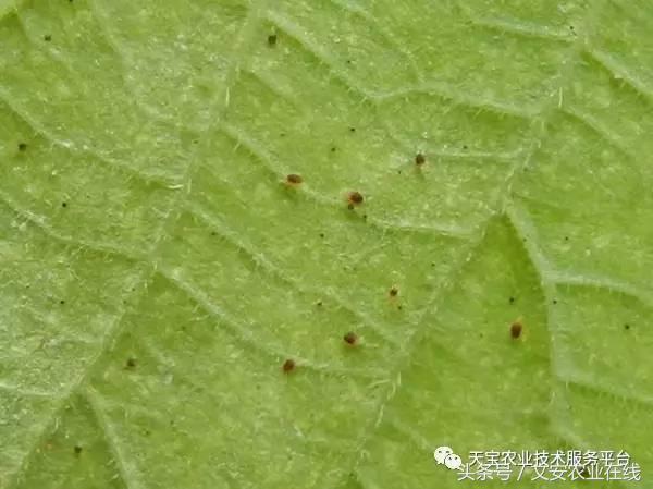 十大类杀虫剂详解不容错过,十大类型杀虫剂